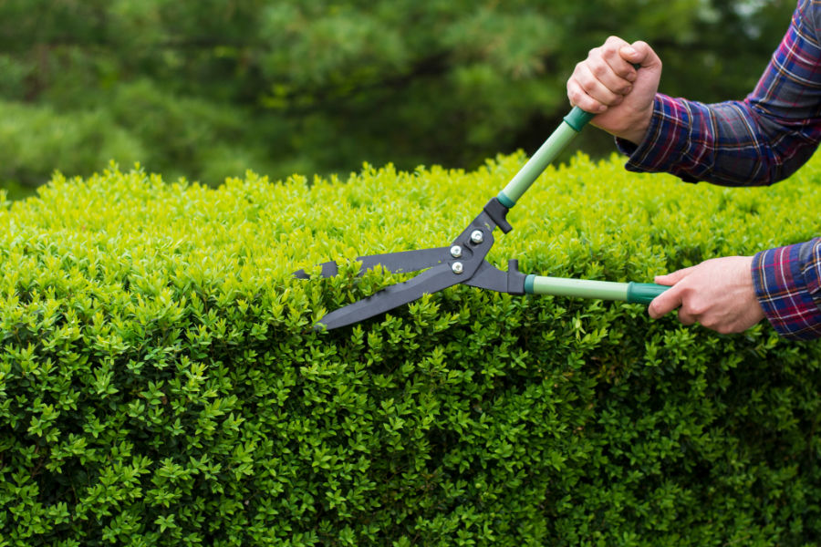Carolina Yard Scaping | Landscaping, Yard Clean Up, Affordable Lawn Mower